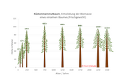 Entwicklung der Biomasse von Sequoia sempervirens als einzelner Baum