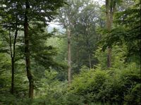 Mitteleuropäischer Buchen-Misch-Wald