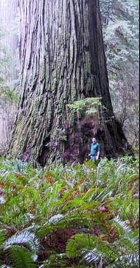 Del Norte Titan - einer der größten Küstenmammutbäume